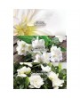 Avon Premiere Luxe EDP 50ml